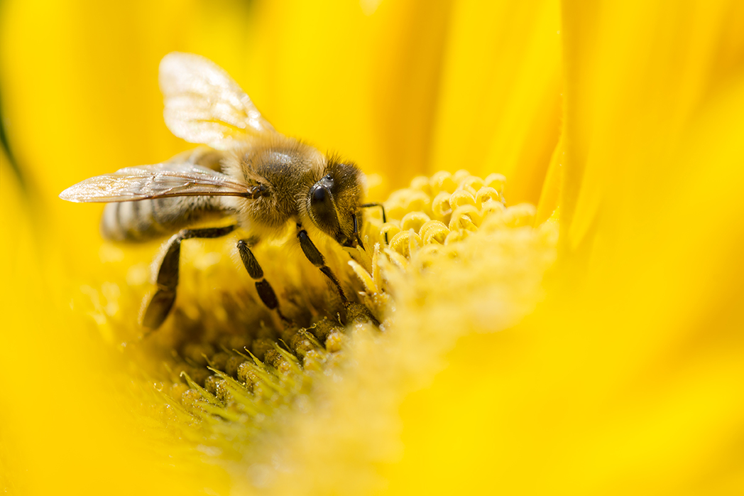 Le api sono a rischio. Perché è importante che non si estinguano
