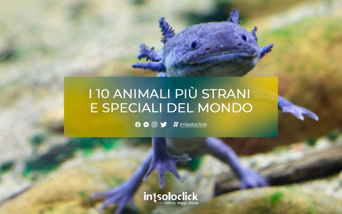 animali più strani e speciali del mondo