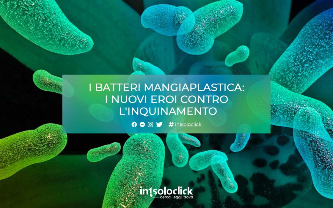 batteri mangiaplastica